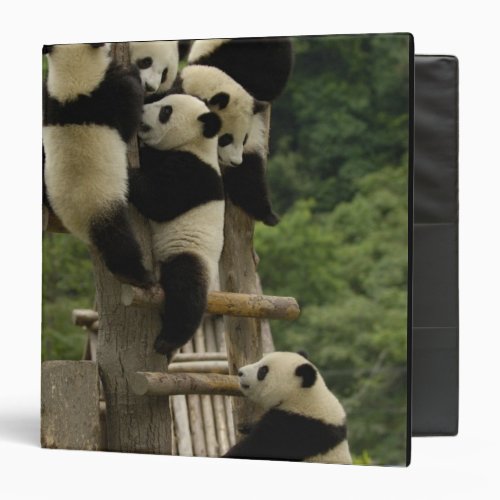 Giant panda babies Ailuropoda melanoleuca 3 Ring Binder