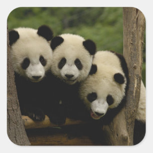 Giant panda babies Ailuropoda melanoleuca) 3 Square Sticker