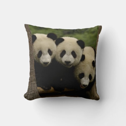 Giant panda babies Ailuropoda melanoleuca 3 Throw Pillow