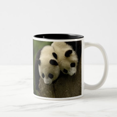 Giant panda babies Ailuropoda melanoleuca 3 Two_Tone Coffee Mug