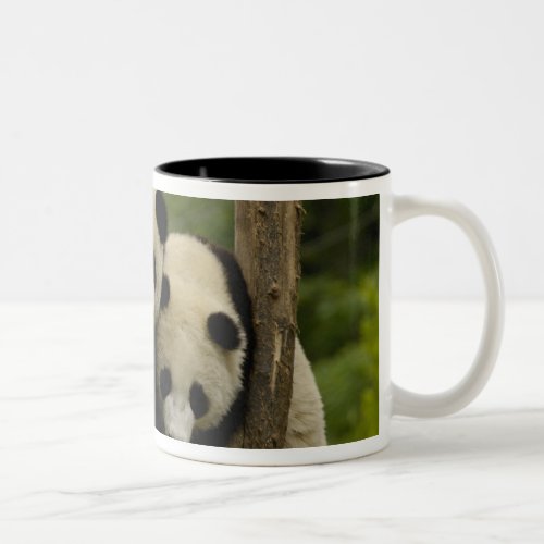 Giant panda babies Ailuropoda melanoleuca 3 Two_Tone Coffee Mug