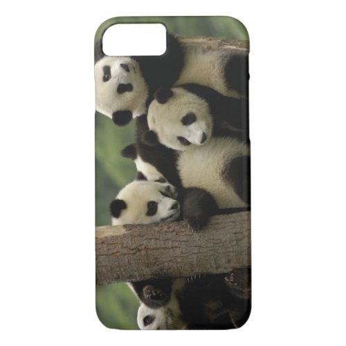 Giant panda babies Ailuropoda melanoleuca 4 iPhone 87 Case