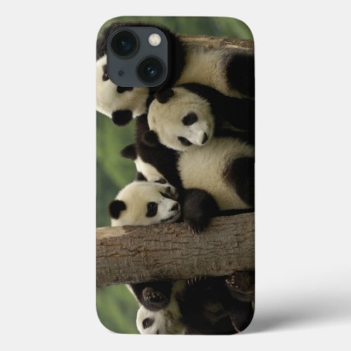 Giant panda babies Ailuropoda melanoleuca 4 iPhone 13 Case