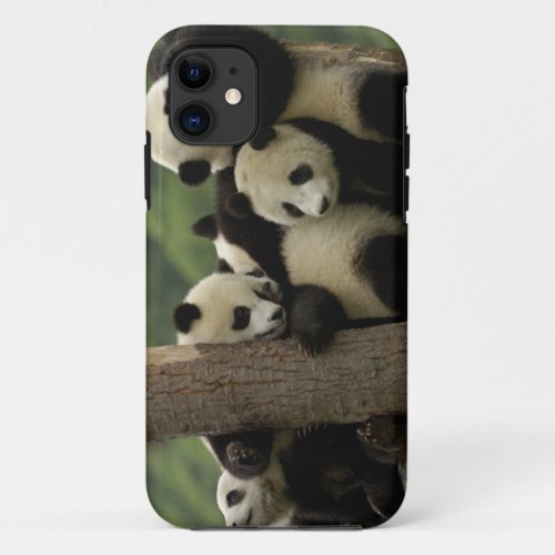 Giant panda babies Ailuropoda melanoleuca 4 iPhone 11 Case