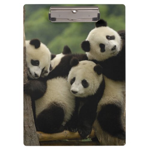 Giant panda babies Ailuropoda melanoleuca 4 Clipboard