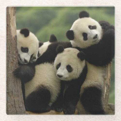 Giant panda babies Ailuropoda melanoleuca 4 Glass Coaster