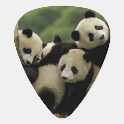 Giant panda babies Ailuropoda melanoleuca 4 Guitar Pick