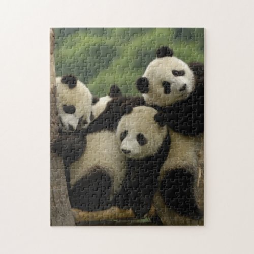 Giant panda babies Ailuropoda melanoleuca 4 Jigsaw Puzzle