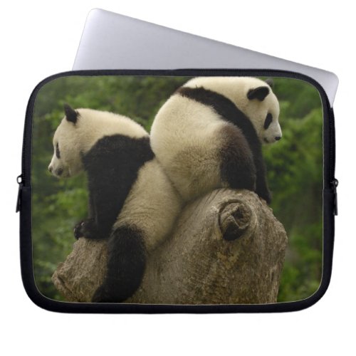 Giant panda babies Ailuropoda melanoleuca 4 Laptop Sleeve