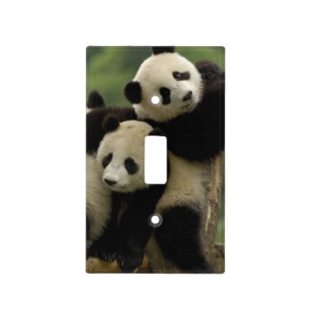 Giant Panda Babies Ailuropoda Melanoleuca) 4 Light Switch Cover by theworldofanimals at Zazzle