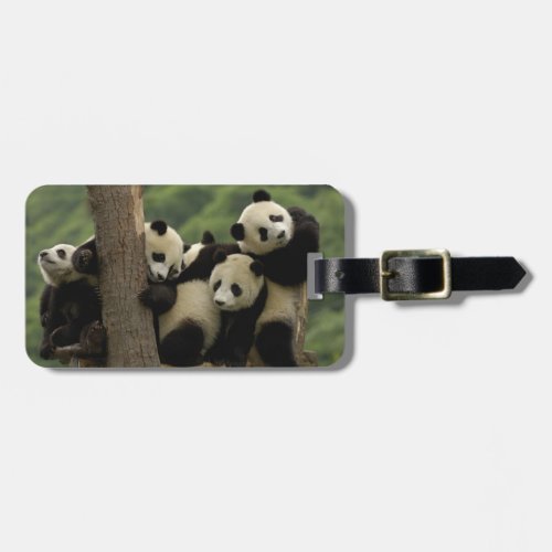 Giant panda babies Ailuropoda melanoleuca 4 Luggage Tag