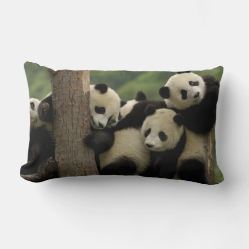 Giant panda babies Ailuropoda melanoleuca 4 Lumbar Pillow