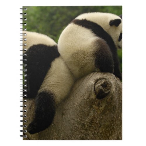 Giant panda babies Ailuropoda melanoleuca 4 Notebook