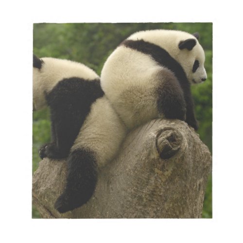 Giant panda babies Ailuropoda melanoleuca 4 Notepad