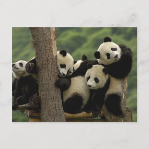 Giant panda babies Ailuropoda melanoleuca 4 Postcard