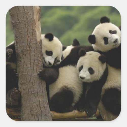 Giant panda babies Ailuropoda melanoleuca 4 Square Sticker