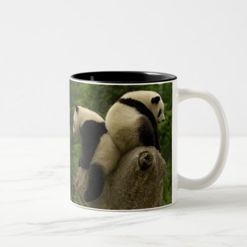 Giant panda babies Ailuropoda melanoleuca 4 Two_Tone Coffee Mug