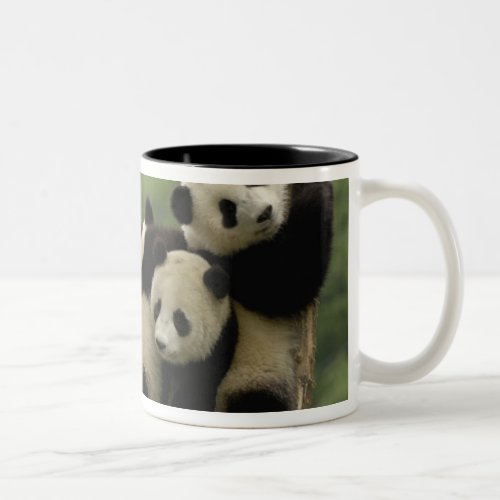 Giant panda babies Ailuropoda melanoleuca 4 Two_Tone Coffee Mug