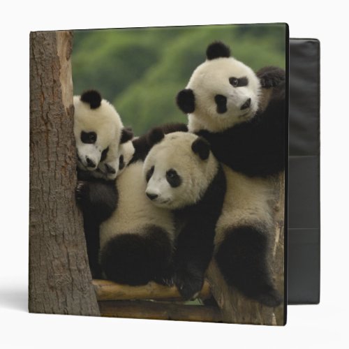 Giant panda babies Ailuropoda melanoleuca 5 Binder