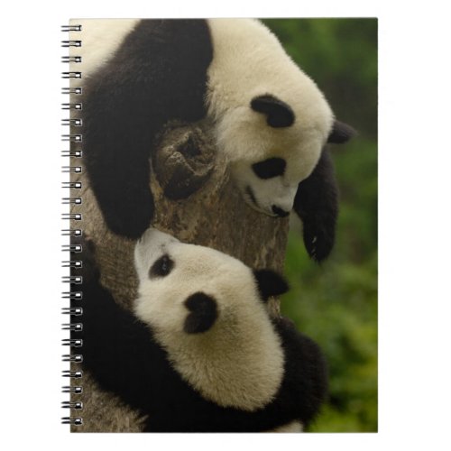 Giant panda babies Ailuropoda melanoleuca 5 Notebook