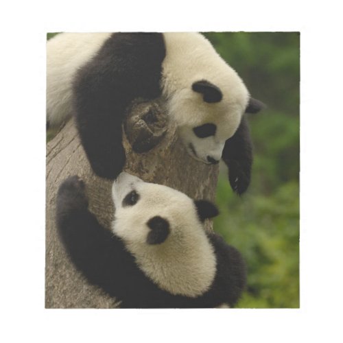 Giant panda babies Ailuropoda melanoleuca 5 Notepad