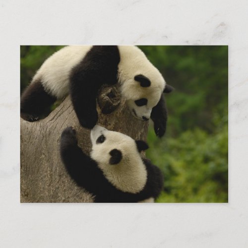 Giant panda babies Ailuropoda melanoleuca 5 Postcard
