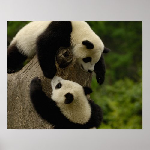 Giant panda babies Ailuropoda melanoleuca 5 Poster