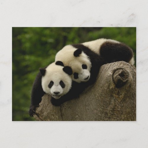 Giant panda babies Ailuropoda melanoleuca 6 Postcard