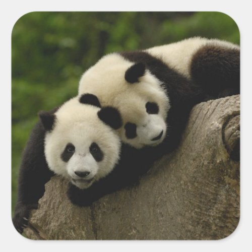 Giant panda babies Ailuropoda melanoleuca 6 Square Sticker