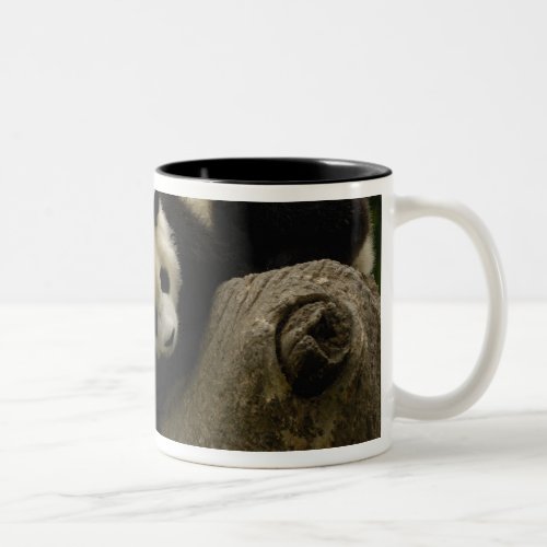 Giant panda babies Ailuropoda melanoleuca 6 Two_Tone Coffee Mug