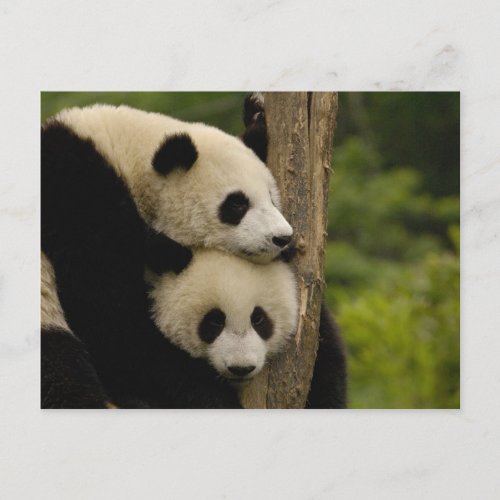Giant panda babies Ailuropoda melanoleuca 7 Postcard
