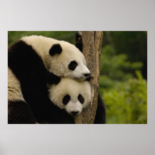 Giant panda babies Ailuropoda melanoleuca 7 Poster