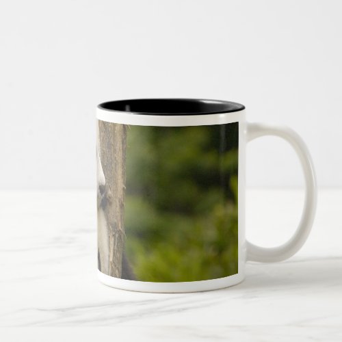 Giant panda babies Ailuropoda melanoleuca 7 Two_Tone Coffee Mug