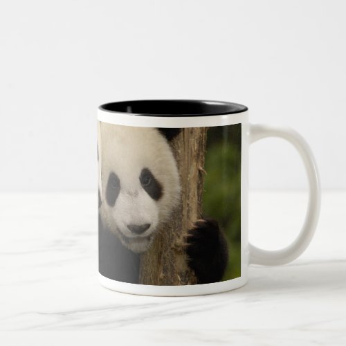 Giant panda babies Ailuropoda melanoleuca 8 Two_Tone Coffee Mug
