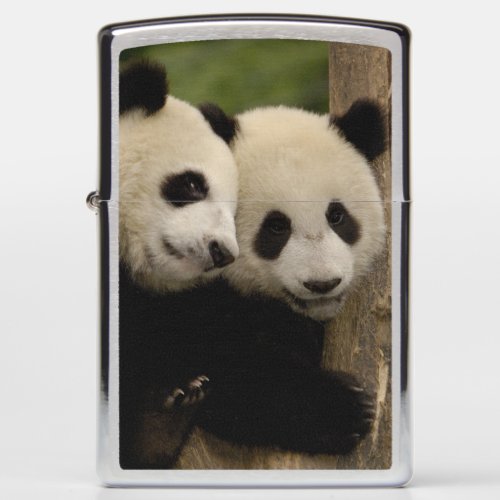 Giant panda babies Ailuropoda melanoleuca 8 Zippo Lighter