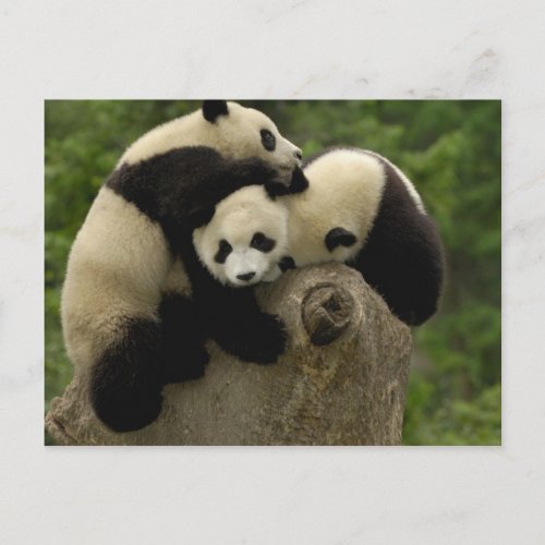 Giant panda babies Ailuropoda melanoleuca 9 Postcard