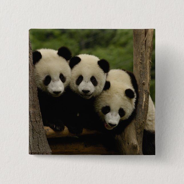 Giant panda babies Ailuropoda melanoleuca) Button (Front)