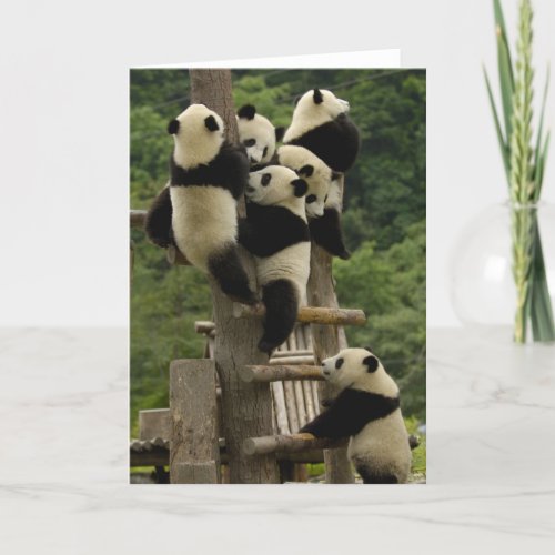 Giant panda babies Ailuropoda melanoleuca Card