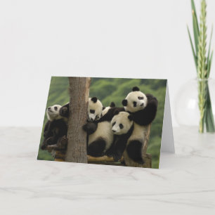 Giant panda babies Ailuropoda melanoleuca) Card