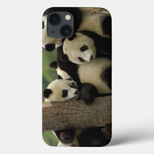 Giant panda babies Ailuropoda melanoleuca) iPhone 13 Case