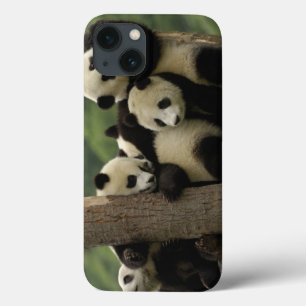Giant panda babies Ailuropoda melanoleuca) iPhone 13 Case