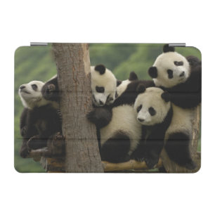 Giant panda babies Ailuropoda melanoleuca) iPad Mini Cover