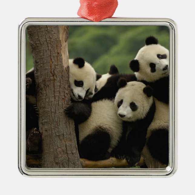 Giant panda babies Ailuropoda melanoleuca) Metal Ornament (Front)
