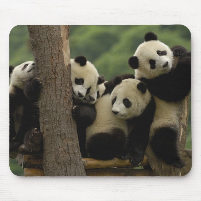 Giant panda babies Ailuropoda melanoleuca) Mouse Pad (Front)