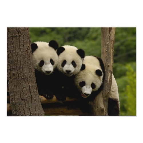 Giant panda babies Ailuropoda melanoleuca Photo Print