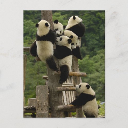 Giant panda babies Ailuropoda melanoleuca Postcard