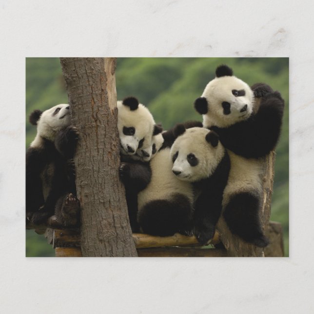 Giant panda babies Ailuropoda melanoleuca) Postcard (Front)