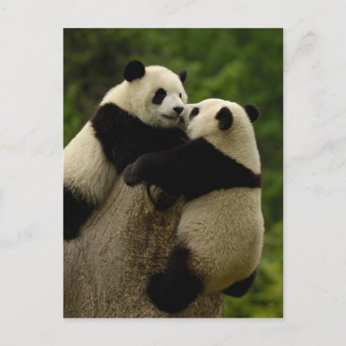 Giant panda babies Ailuropoda melanoleuca Postcard