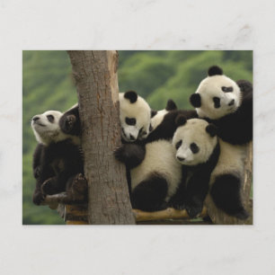 Giant panda babies Ailuropoda melanoleuca) Postcard