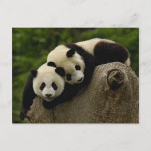 Giant panda babies Ailuropoda melanoleuca) Postcard